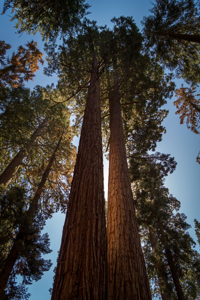 Giant Forest